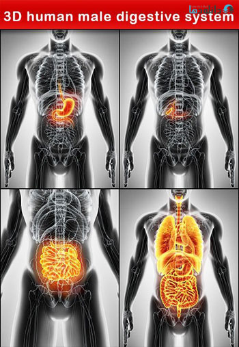 3D-human-male-digestive