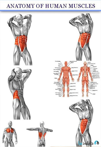 استوک-Anatomy-of-human-muscles