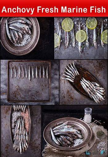 استوک-Anchovy-Fresh-Marine-Fish