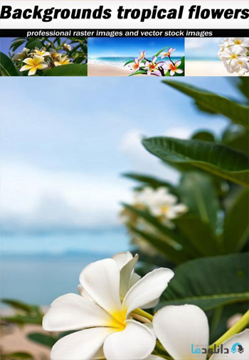استوک-Backgrounds-tropical-flower