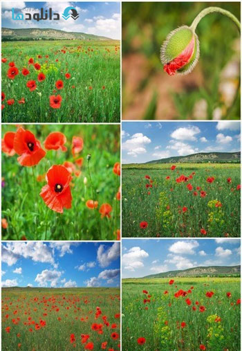 Beautiful-Landscape-Field