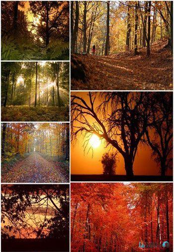 Beautiful-autumn-forest