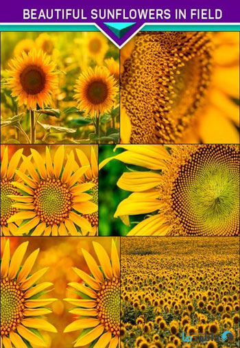 استوک-Beautiful-sunflowers