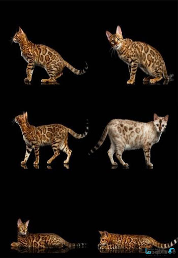 Cat-Isolated-Black-Background