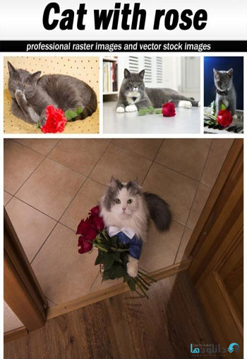 Cat-with-rose