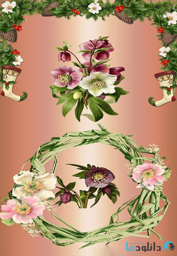 Christmas-rose-Helleborus-on-a-transparent-background
