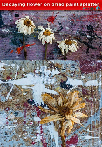Decaying-flower