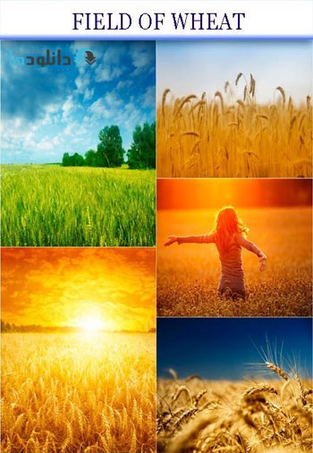 Field-of-wheat