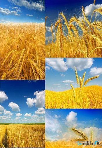 استوک-Fields-of-wheat