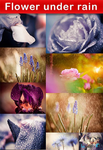 استوک-Flower-under-rain