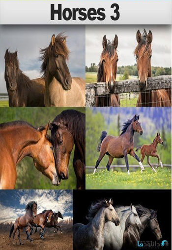 Horses