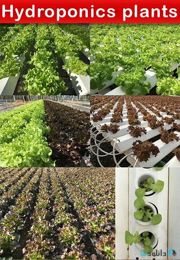 استوک-Hydroponics-plants