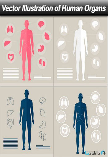 Illustration-of-Human-Organs