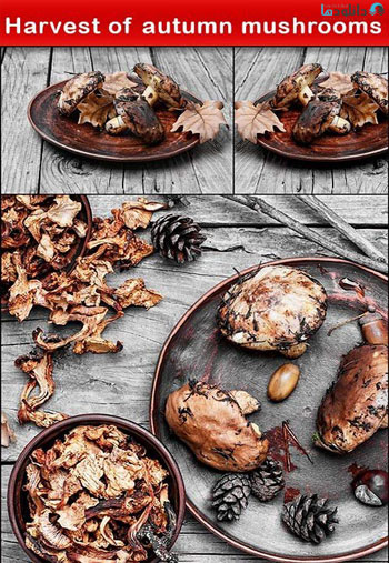 Harvest-of-autumn-mushrooms