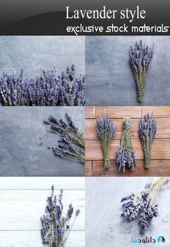 Lavender-style