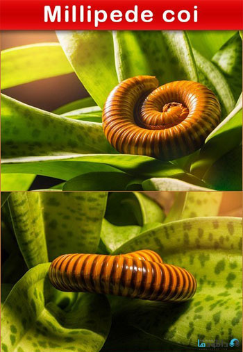 Millipede-coi