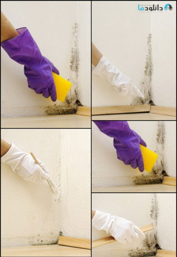 Mold-on-the-wall