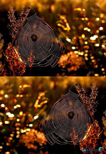 استوک-Morning-web-in-golden-autum