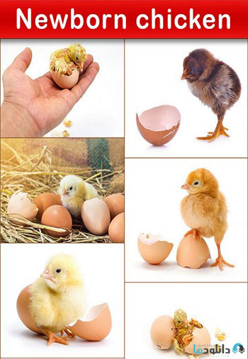 استوک-Newborn-chicken