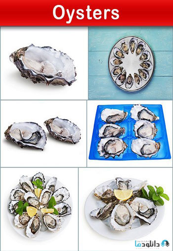 استوک-Oysters