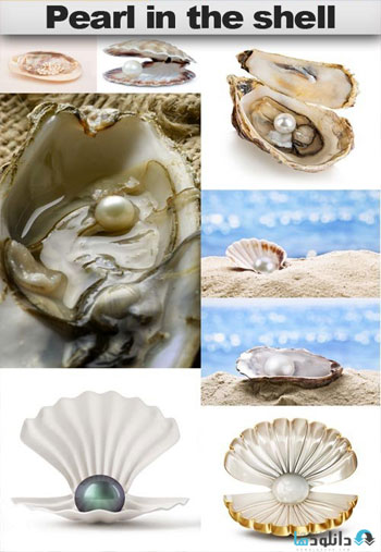 استوک-Pearl-in-the-shell