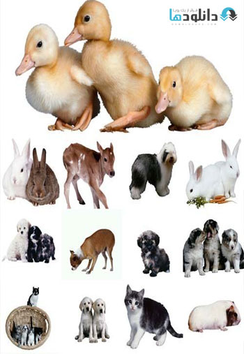 Pets-and-poultry-raster