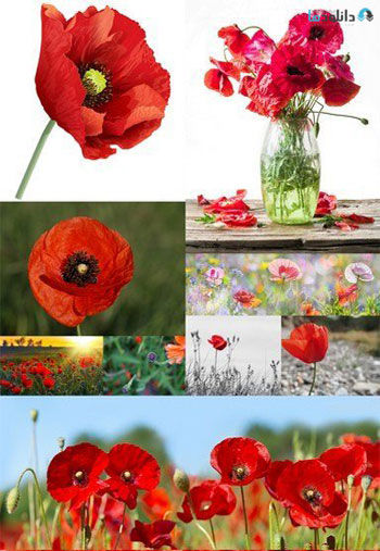 Red-Flowers-Poppies