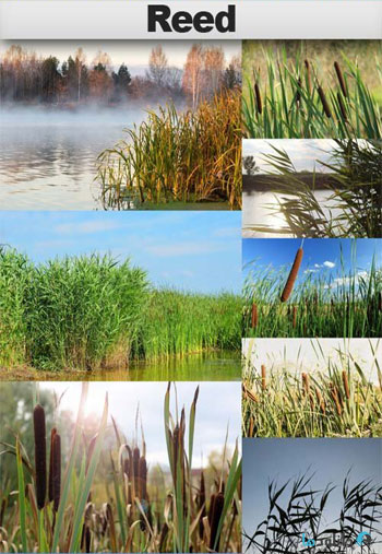 استوک-Reed