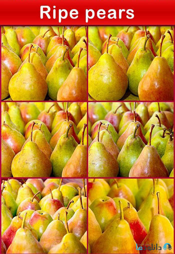 استوک-Ripe-pears