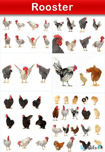 استوک-Rooster