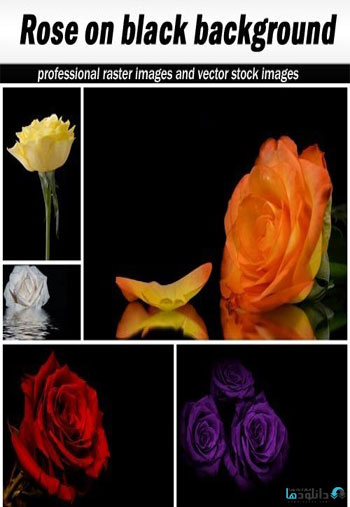Rose-on-black-background