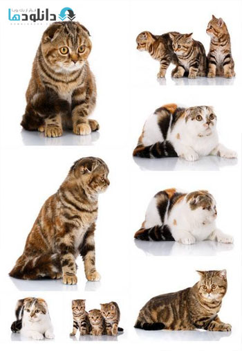 Scottish-Fold-Cats