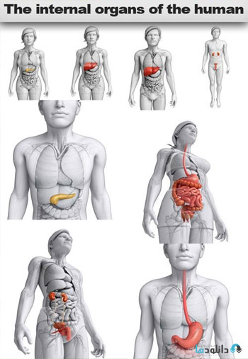 استوک-The-internal-organs