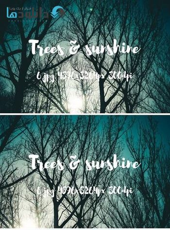 استوک-Trees-and-sunshine