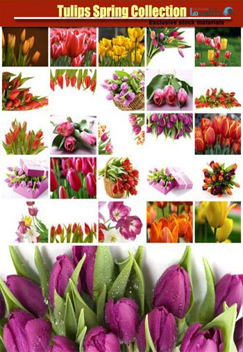 Tulips-Spring-Collection