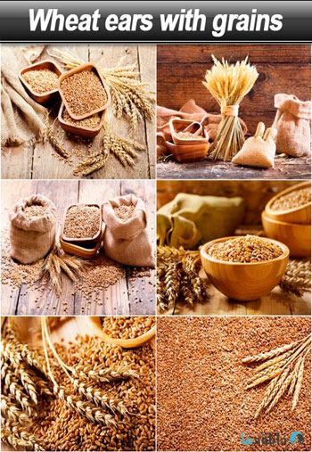 استوک-Wheat-ears-with-grains