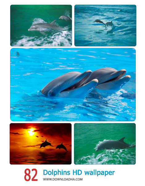 82-Dolphins-HD-wallpaper-Cover