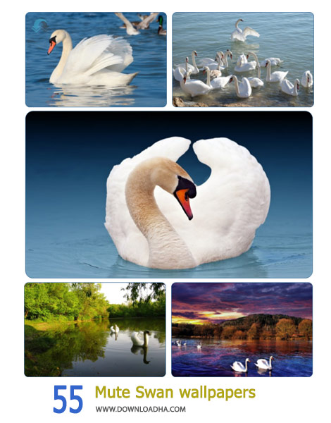 55-Mute-Swan-wallpapers-Cover