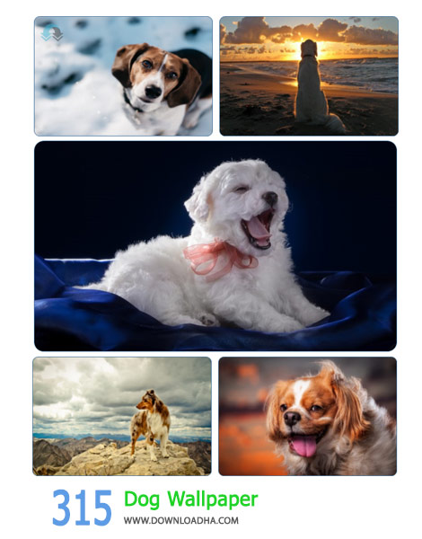 315-Dog-Wallpaper-Cover