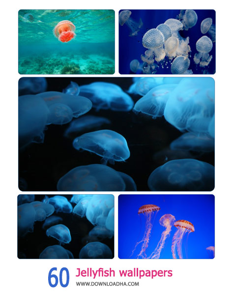60-Jellyfish-wallpapers-Cover