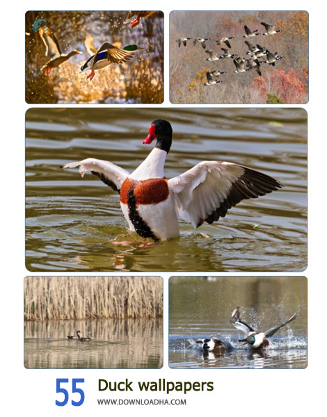 55-Duck-wallpapers-Cover