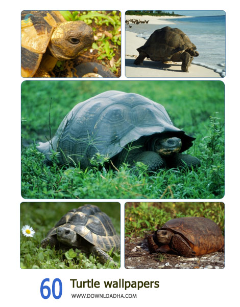 60-Turtle-wallpapers-Cover