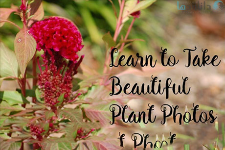 Learn-to-Take-Beautiful-Plant-Photos-Cover