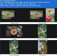 Learn-to-Take-Beautiful-Plant-Photos
