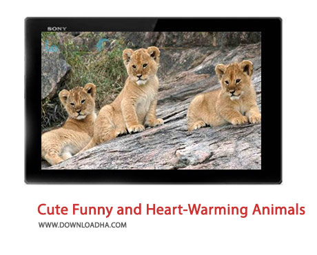 Cute-Funny-and-Heart-Warming-Animals-Cover