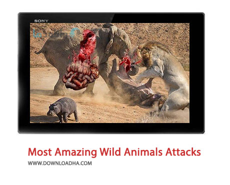 Most-Amazing-Wild-Animals-Attacks-Cover