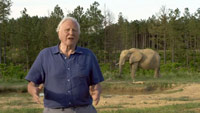 دانلود-مستند-BBC-Attenborough-and-the-Giant-Elephant