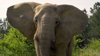 دانلود-مستند-BBC-Attenborough-and-the-Giant-Elephant