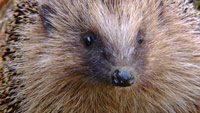 دانلود-مستند-Channel-5-Meet-the-Hedgehogs