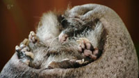 دانلود-مستند-Channel-5-Meet-the-Hedgehogs